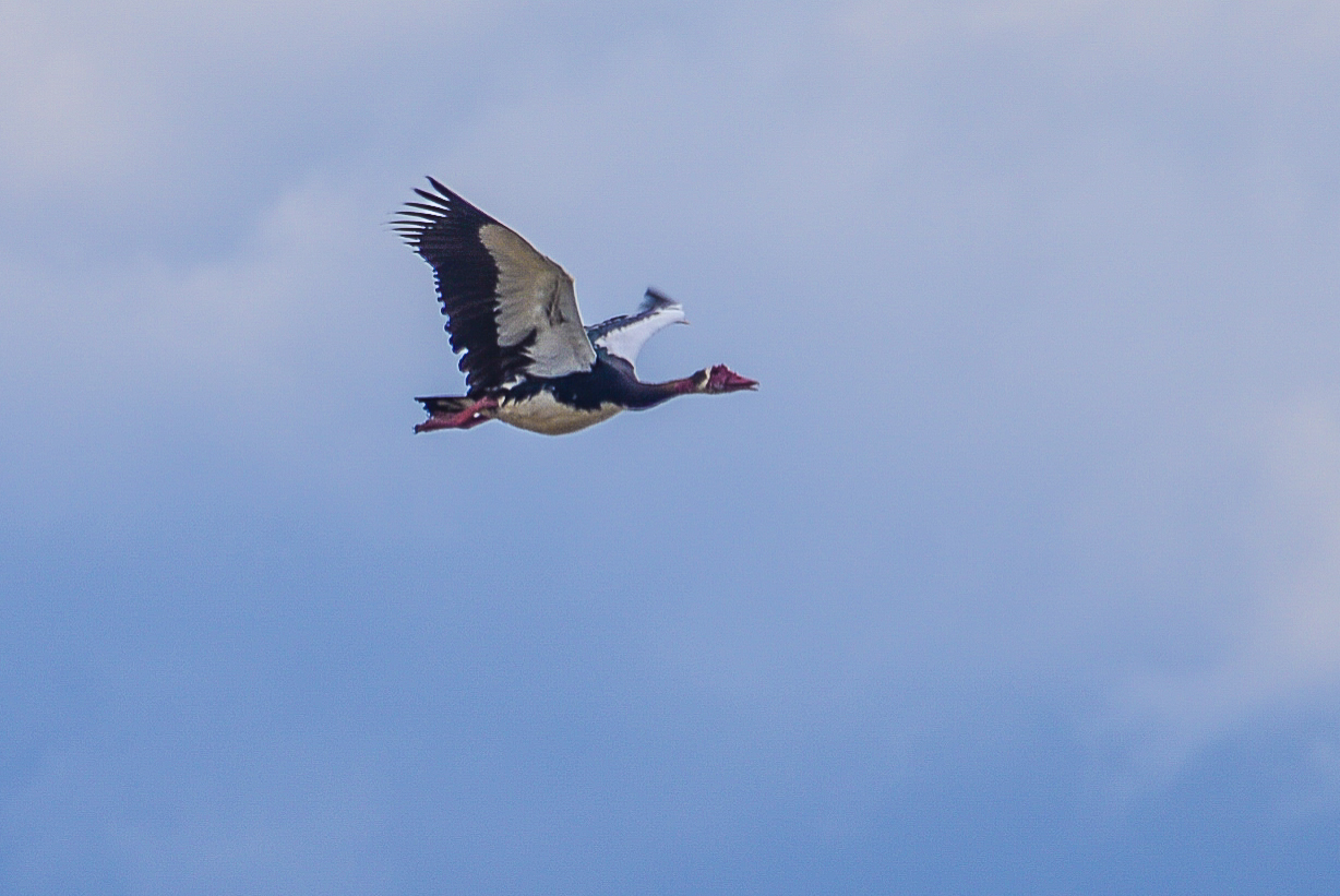 Oie-armée de Gambie (Spur-winged goose, Plectropterus gambensis), adulte au vol, Delta de l'Okavango, Shinde, Botswana.